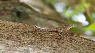 Anolis stratulus dewlap display