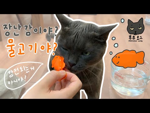 로봇물고기 고양이 장난감  | 음수량 증대 | 펫디아 로봇 물고기 | 후추로그 | 4K