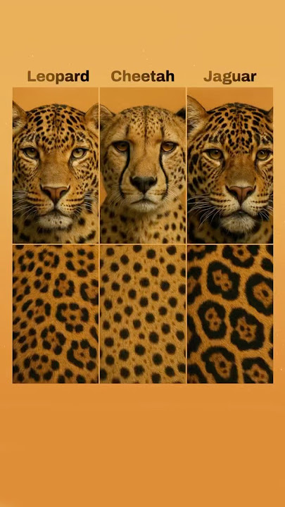 What’s the difference between a leopard, a cheetah, and a jaguar?