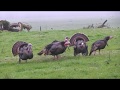 Turkey Hunting for Beginners