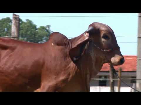 LOTE 9   GIR LEITEIRO   BELA VISTA   1144