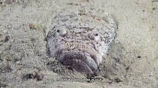 Ikan Belukuk (Stargazer) - #HighlightMisteriLautan 33