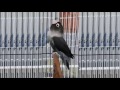 Vitamin Burung Lovebird Ngekek Panjang