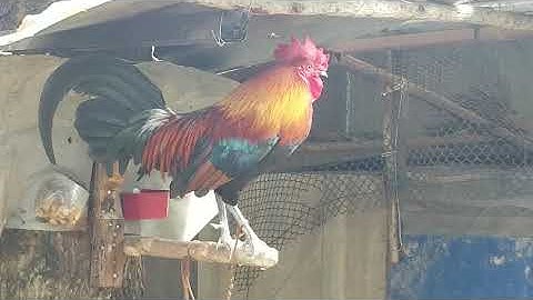 Qaib dib tuaj zoo qua zoo  ไก่ต่อสายหมาน