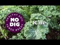 Kale's fantastic range of varieties for tasty harvests, raw or cooked, over a long period