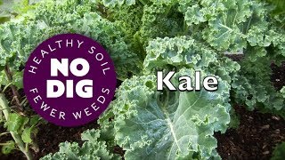 Kale's fantastic range of varieties for tasty harvests, raw or cooked, over a long period