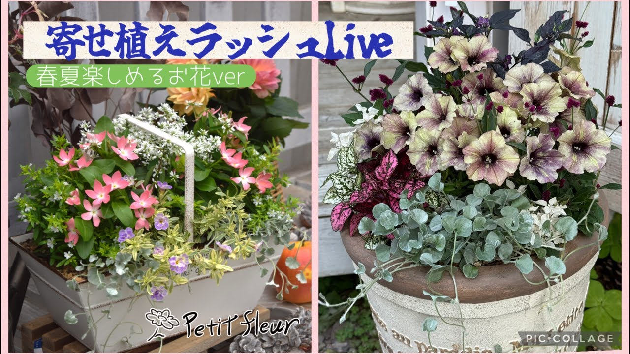 【園芸】寄せ植えラッシュLive！ニチニチソウ・ペチュニア寄せ植えを作りまくる！#ガーデニング