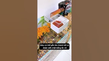 Máy cho cá ăn tự động hộp đựng lớn không còn lo cá bị đói khi bận rộn #aquarium #youtubeshorts