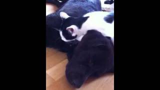 Sookie and Wilma Cleaning Part 2