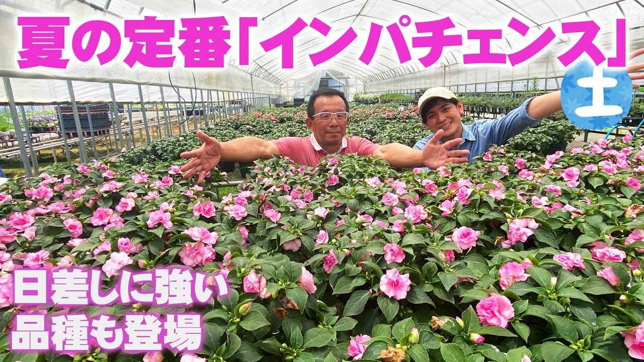 グリーンプラザ山長】今年のおすすめはバラ咲きインパチェンス