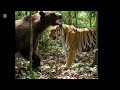 Animal #video #viral #shorts