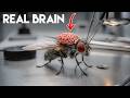 Scientists Put a Real Brain Inside an Artificial Creature, and IT WORKS...