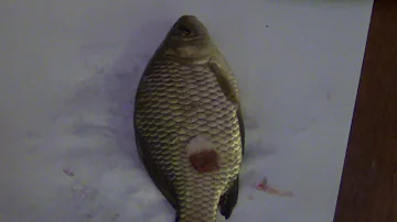 Взятие образцов крови у рыб / Taking blood samples from fish