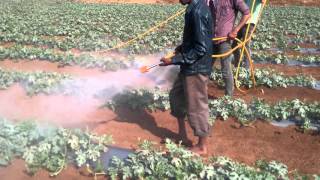 Spraying pesticides in watermelons