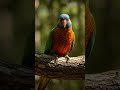 This parrot is in pensive mode in forest