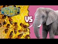 Ultimate Fighting Words: Elephants vs. Bees