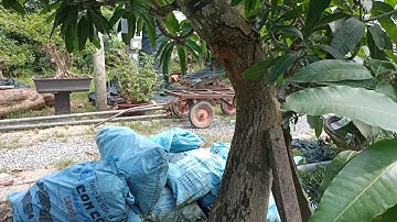 Cây xoài -  dáng bạt phong hồi đầu - Vườn cây anh Tiền.