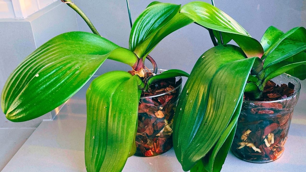 COMO EU CULTIVO ORQUÍDEA PHALAENOPSIS TAISUCO ANNA NO VIDRO | JD Orquídeas Phalaenopsis Taisuco Anna