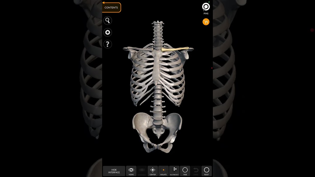 İnsan skeleti. #biologiya #insan #skelet