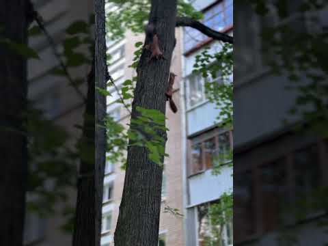 Бельчата #природа #белки #животные #animals #animalshorts #nature #park #squirrel