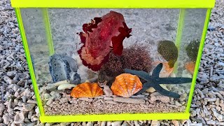 Making A Pool Tide Aquarium Part 1