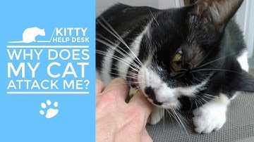 Why Does My Cat Attack Me Out of Nowhere?