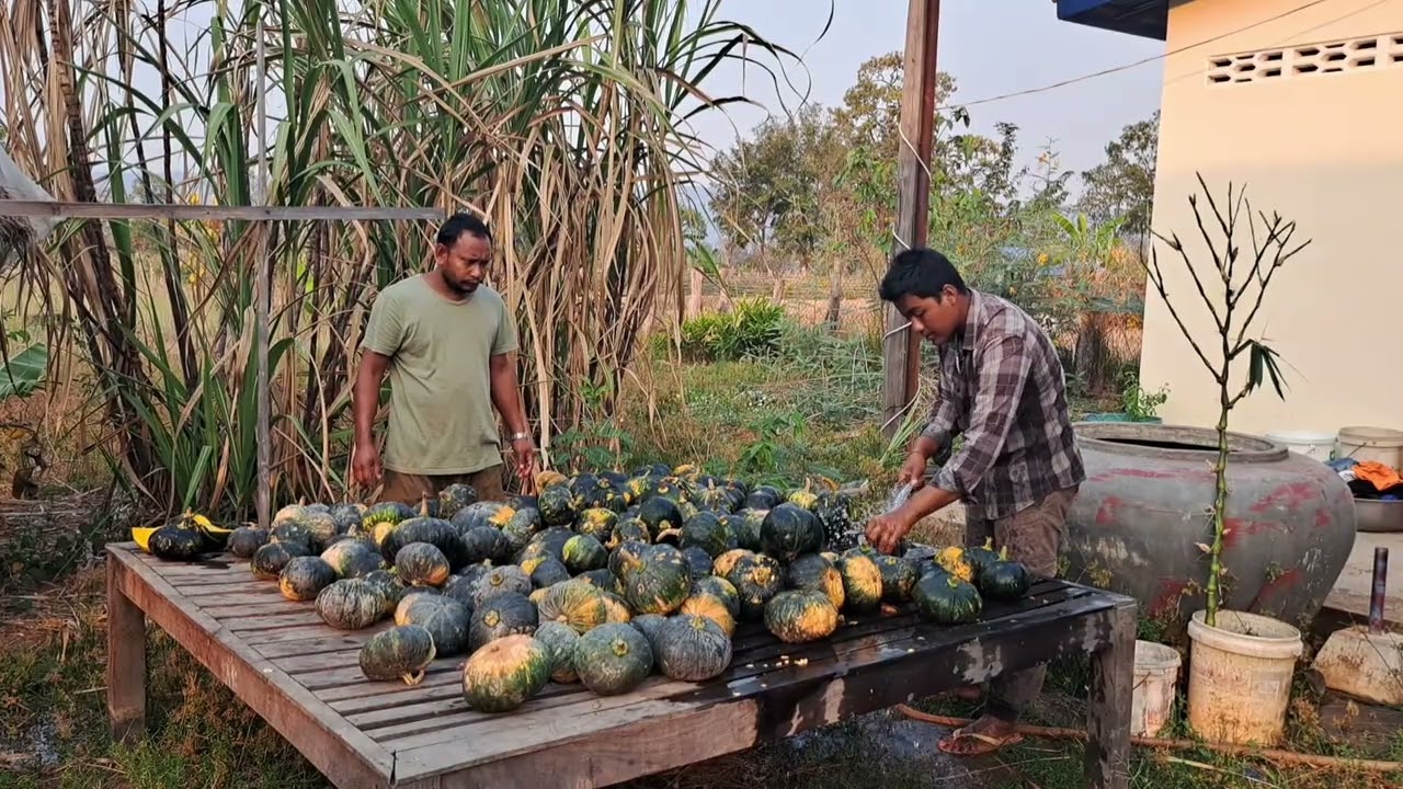 លាងសម្អាតផ្លែល្ពៅជាជំនូយលោកពូខា