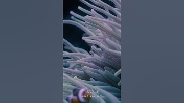 قران كريم الفضائيه #قرآن_كريم #quran #قرآن  #holyquran #القرآن # #اكسبلور #تلاوة_خاشعة #hijab