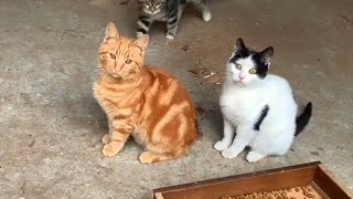 Kittens challenging each other by playing fighting game on chair screenshot 5