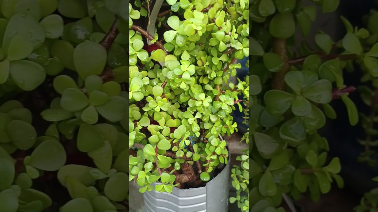 छोटी सी टोपिया वाली#gardenplants #