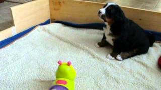 Bernese Mountain Dog puppies singing (Bruno's brother and sister) by liona43 3,565 views 11 years ago 1 minute, 21 seconds