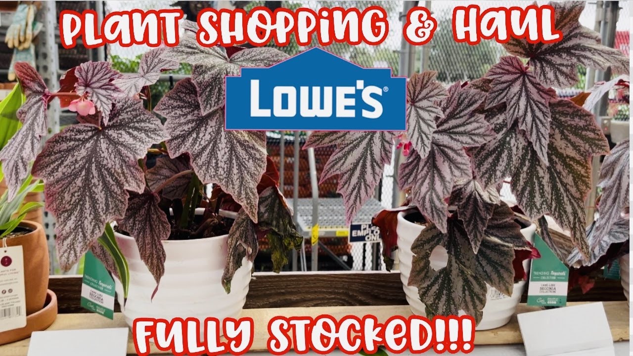Plant Shopping at Lowe's Big Box Store FULLY STOCKED FULL GARDEN CENTER TOUR YouTube