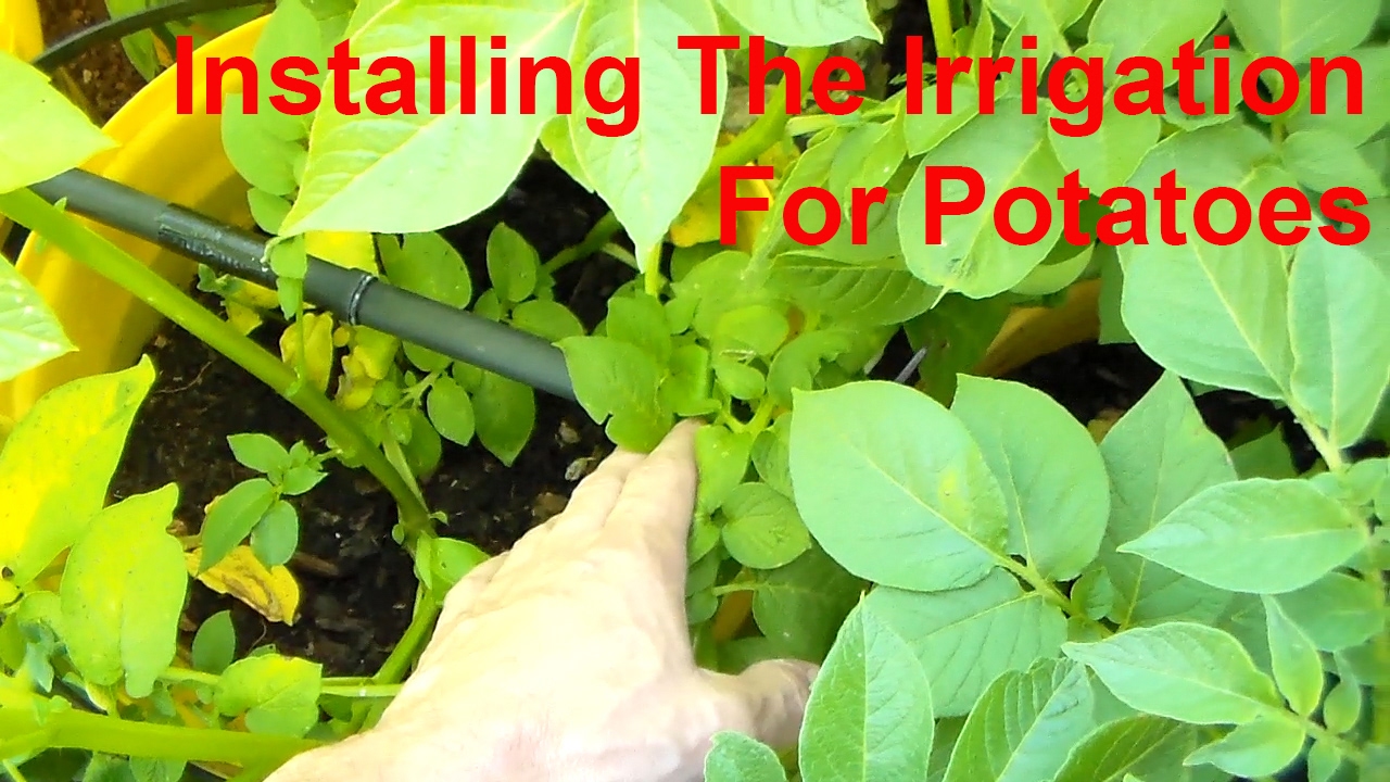 Installing the irrigation system for potatoes. (Filmed 4 December 2016