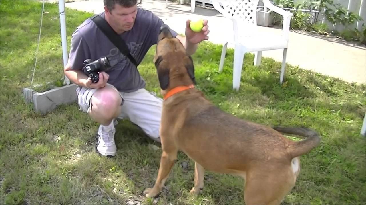 bullmastiff ridgeback mix