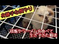身勝手な餌やり汚い子と呼ばれ残飯やラーメンを食べて生きて来た猫達