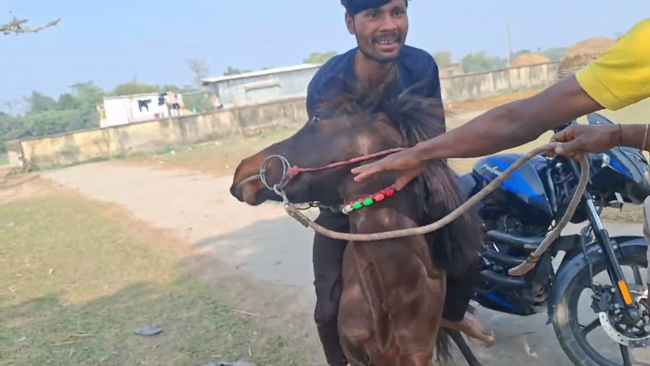 Dekhiae is video mein ghor sawari kaise ki jaati Hai Rahil block