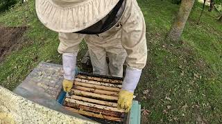 Как сделать отводок пчёл за  5 минут. Простой отводок для начинающих пчеловодов #пчеловодство #пчелы
