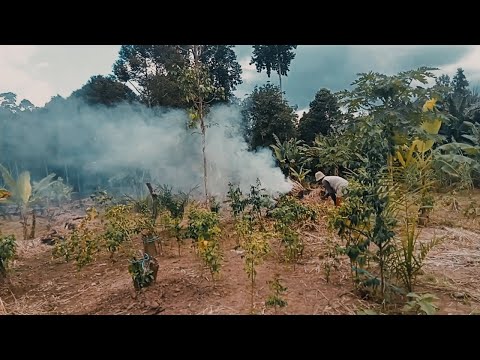 Suasana kebun yang bikin betah || hidup di kebun