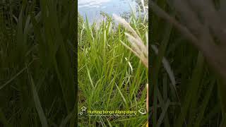 Hunting Bunga Alangalang Di Pinggir Rawa shorts short