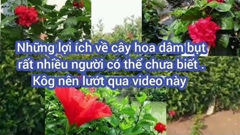 @Hoa dâm bụt và công dụng dược lý bạn cần biết.