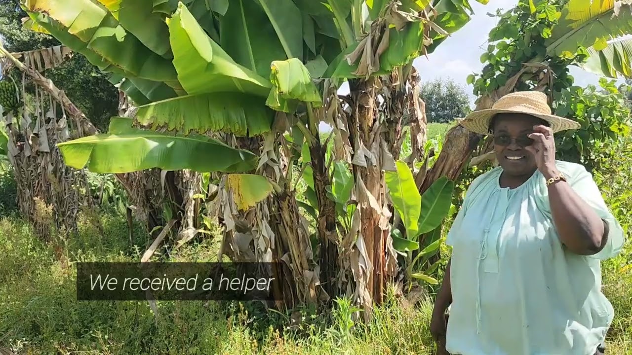 Сбор урожая бананов и сладкого картофеля | Новости фермы Ньери