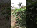gaon dekha Hai Mera
