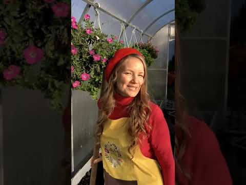 💥🌷Тюльпаны сажать все еще не поздно! #SemenaPartnerShorts