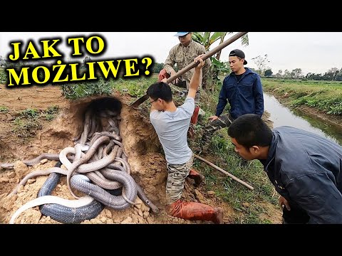 Wideo: Czy okucia do gryzienia rekina mogą być używane pod ziemią?