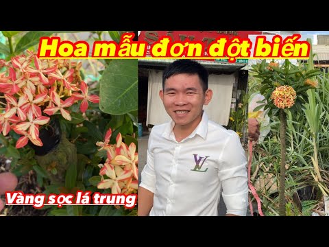 #1 Giao Lưu hoa mẫu đơn vàng sọc lá trung đột biến miền nam chào giá ngày 7/2/2022 Mới Nhất