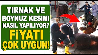 Büyükbaş Hayvan Tırnak Bakımı, Boynuz Kesimi Nasıl Yapılıyor, Fiyatı Ne Kadar?