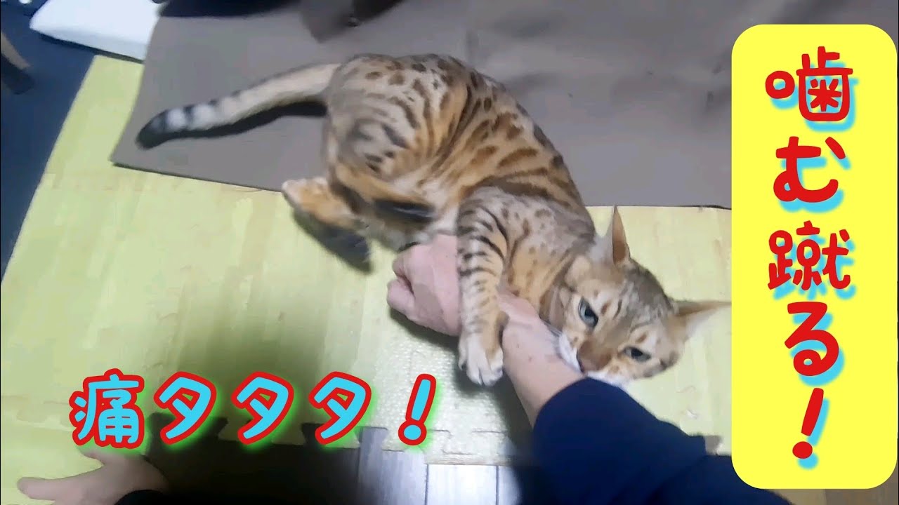 父に無茶苦茶するムギ