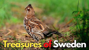 Schatten van Zweden – De mooiste en zeldzaamste vogels in het wild