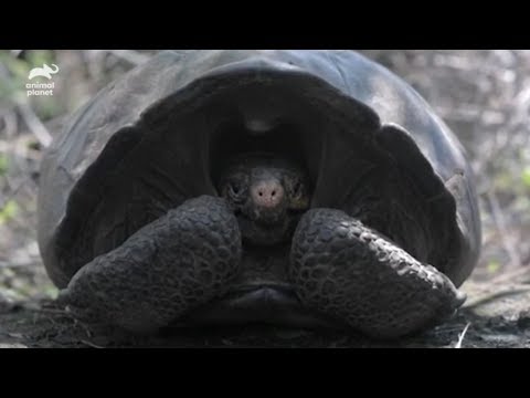 Video: Warum Die Abingdon-Elefantenschildkröten Ausgestorben Sind