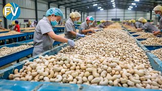 Mega cashew factory! The largest cashew production line you must see!